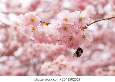 A close-up image of a honey bee perched atop a blossoming cherry blossom flower in a blooming cherry tree - Powered by Shutterstock