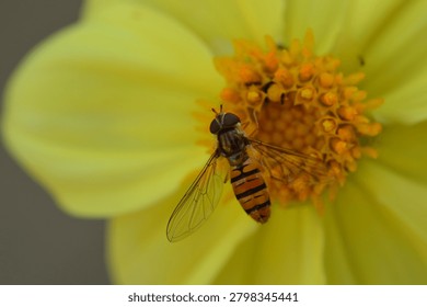 Close-up image of a hoverfly collecting nectar from the center of a yellow dahlia flower.
