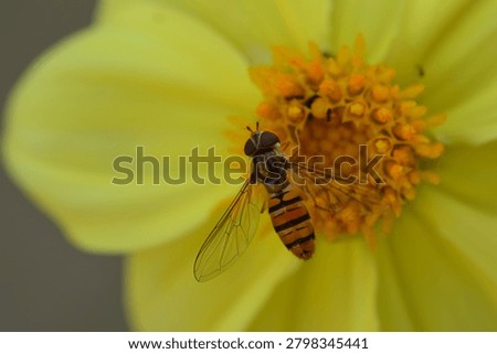 Close-up image of a hoverfly collecting nectar from the center of a yellow dahlia flower.