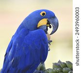 Close-up image of Hyacinth Macaw ( Anodorhynchus hyacinthinus)