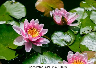 Closeup image of a Indian lotus flower (Nelumbo nucifera).