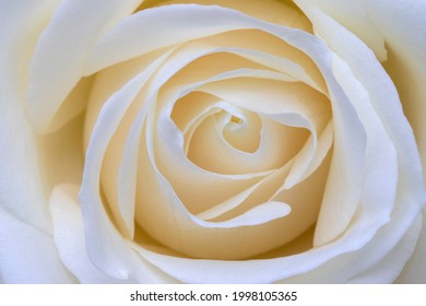 Closeup Image Of A Ivory Rose (Rosa)