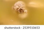 A close-up image of a juvenile turtle crawling in a body of water, with its mother visible in the background