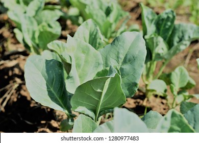 A Closeup Image Of Kale In Field