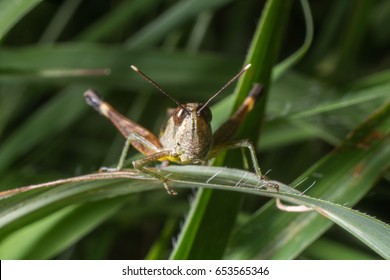 Closeup image of a kind of locusts or short-horned grasshoppers on the grass leaf.