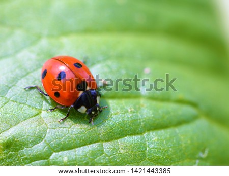 Close-up image of a Ladybird on a green leaf.