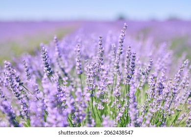 Closeup image of lavender flowers (Lavandula) in a crop field.