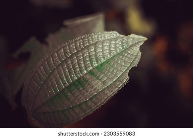 Closeup image of a leaf with blurry background