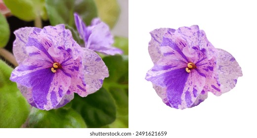 Closeup Image of lilac violet flower with fresh green leaves. Front view of blossoming African violet flower purple colors. Cutout flower isolated on white background. - Powered by Shutterstock