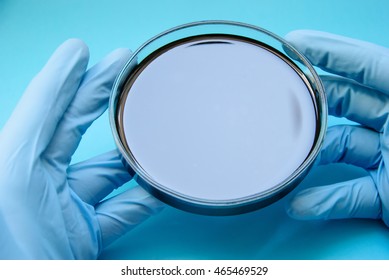 Closeup Image Of Liquid Bitumen Sample In A Petri Dish, Blue Rubber Gloves, On Blue Background