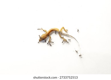 Close-up image of a lizard carcass lying and being eaten by a group of ants, isolated on a white background.     