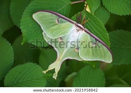 Close-up image of Luna moth (Actias luna).