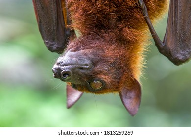 366 Malaysian Flying Fox Images, Stock Photos & Vectors | Shutterstock