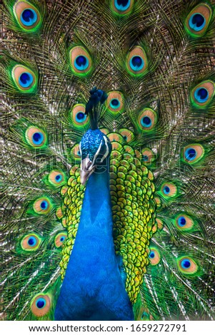 The closeup image of male Indian peafowl‘s tail is fanned.
The Indian peafowl (Pavo cristatus) is brightly coloured, with a predominantly blue fan-like crest of spatula-tipped wire-like feathers.