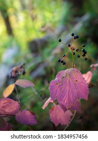 Close-up image of Mapleleaf viburnum or maple-leaved arrowwood with blackberries in the autumn woods