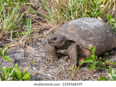 A closeup image of a mid-sized gopher tortoise, Gopherus polyphemus, in a sandy scrub habitat. Details the face, jaws, feet, shell, and skin texture. Gopher tortoises are native to the southeast US. 