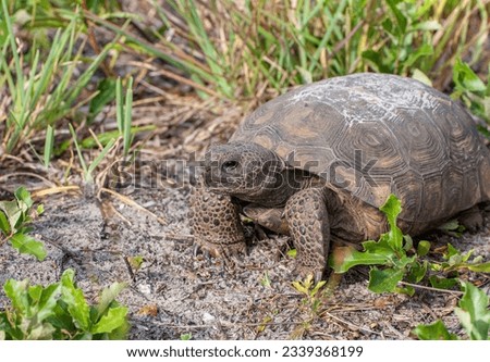 A closeup image of a mid-sized gopher tortoise, Gopherus polyphemus, in a sandy scrub habitat. Details the face, jaws, feet, shell, and skin texture. Gopher tortoises are native to the southeast US. 
