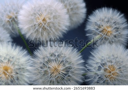 Close-up image of multiple dandelion heads in full seed stage. Captured on dark blue background with soft glow. Ideal for botanical, abstract or calm design themes.