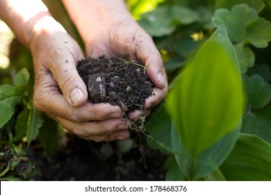 Closeup Image Of Old Woman With Handful Of Soil In Garden