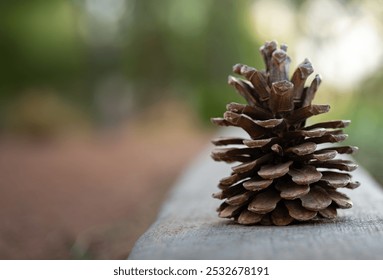 Closeup image of an open pinecone sitting on a raised concrete path border - Powered by Shutterstock