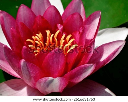 A close-up image of an opened lotus flower with pink petals, showcasing a gradient from darker tips to lighter centers The flower is illuminated by sunlight, casting soft shadows on the other side