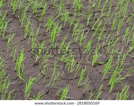 closeup image of paddy field 