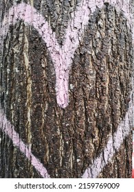 Close-up Image Of A Pale Pink Heart Outline Spray-painted On To A Tree Trunk With Dark Brown Bark.