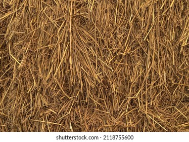 Closeup image of a pile of dried grass golden yellow hay straw for background, hay can a tightly joined bale of straw.