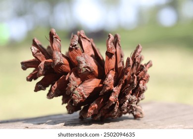 A close-up image of a pine cone with a soft, blurred background. The pine cone, intricately detailed, showcases its layered, woody scales. The muted colors of the background, perhaps suggesting a fore
