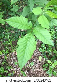 Close-up Image Of Poison Ivy Leaves Against The Forest Floor Along A Hiking Trail In A Virginia Forest.