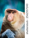 The closeup image of proboscis monkey. 
It is a reddish-brown arboreal Old World monkey with an unusually large nose. It is endemic to the southeast Asian island of Borneo.