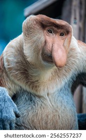 The closeup image of proboscis monkey. 
It is a reddish-brown arboreal Old World monkey with an unusually large nose. It is endemic to the southeast Asian island of Borneo.