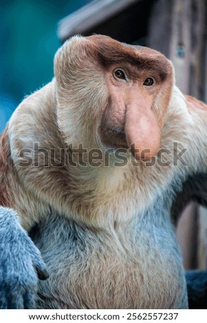 The closeup image of proboscis monkey. 
It is a reddish-brown arboreal Old World monkey with an unusually large nose. It is endemic to the southeast Asian island of Borneo.