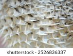 The close-up image of a pufferfish