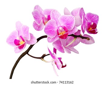 closeup image of purple orchid flower on white background
