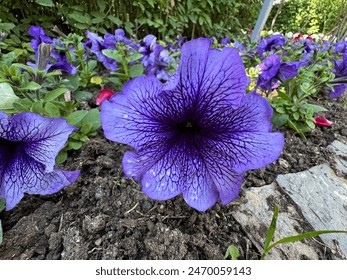 Close-up image of purple Petunia flower with veins on its petals. Purple Petunias growing in summer. Purple petunia flowers purple Surfinia flowers. Petunia flowers have a veined structure. - Powered by Shutterstock