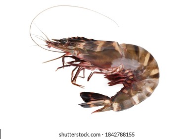 Closeup Image Of Raw Tiger Prawn Isolated At White Background.