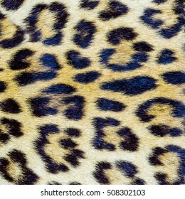 Closeup image of real tiger hair pattern, for background use.