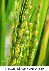 Closeup Image Of Rice Flowers On An Inflorescence, In A Paddy Field. Wind Pollination, Anemophily.