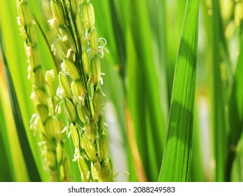 Closeup Image Of Rice Flowers On Inflorescence, In A Paddy Field. Anemophily, Pollination By Air.