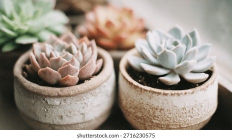 Close-up image of several different succulent plants in small, decorative, textured pots. The image emphasizes the details of the plants and their unique shapes and colors.
