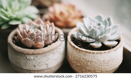 Close-up image of several different succulent plants in small, decorative, textured pots. The image emphasizes the details of the plants and their unique shapes and colors.