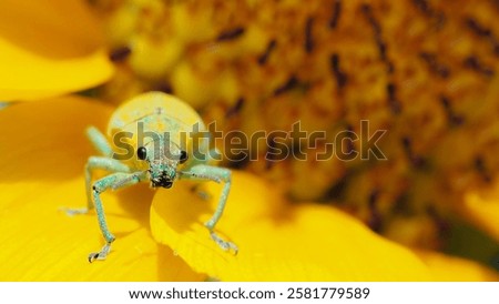 Similar – Image, Stock Photo Part of a sunflower blossom against the light