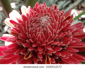 A close-up image showcasing the intricate details of a red ginger flower with a yellow center, featuring ants crawling on its petals. - Powered by Shutterstock