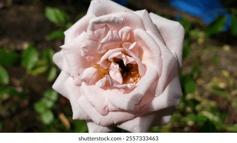 A close-up image showcasing a pink rose with its petals gently unfurling, adorned with sparkling dewdrops. - Powered by Shutterstock