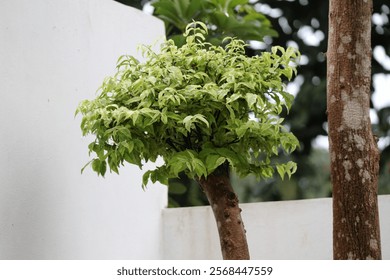 A close-up image shows a small tree with variegated green leaves. The tree is planted outdoors against a white wall.  Soft natural light illuminates the lush foliage creating a serene atmosphere. The 