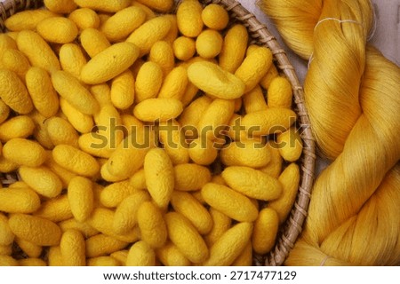 Closeup image of silkworm cocoon in India