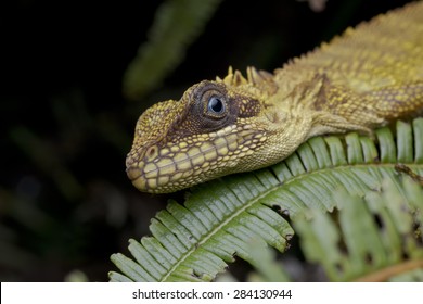 Close-up image of a sleeping Robinson's Angle-head Lizard