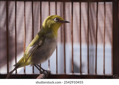 A close-up image of a small green and yellow bird, known as a Zosterops or Oriental White-eye, perched on a branch inside a wooden cage. - Powered by Shutterstock