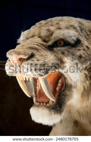the closeup image of Smilodon populator model in Shanghai Natural history museum . It was the largest sabre-toothed cat, ranging from North to South America during the Pleistocene.